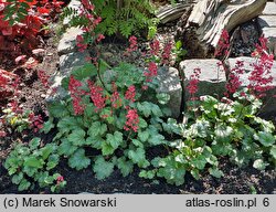 Heuchera Paris