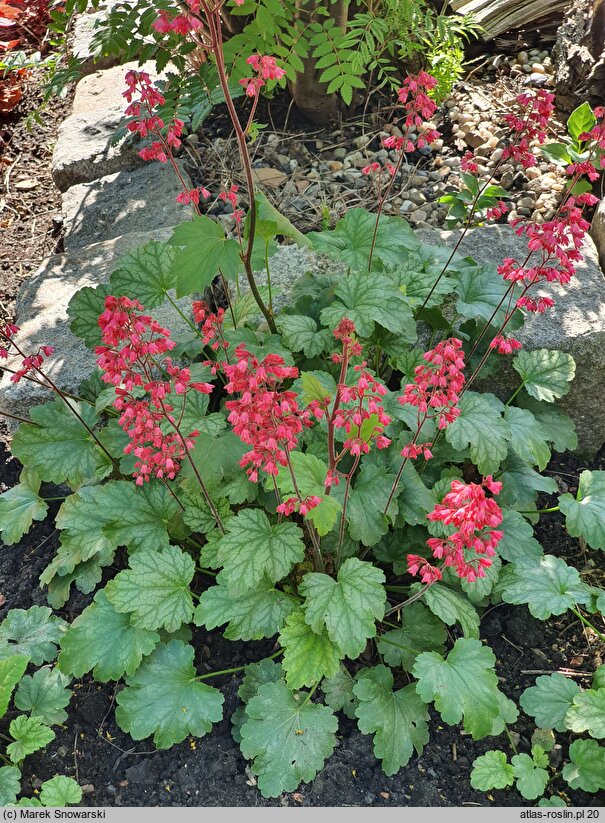 Heuchera Paris