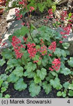 Heuchera Paris