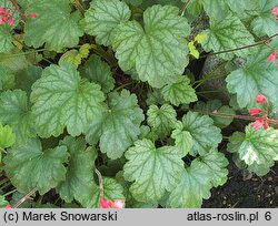 Heuchera Paris