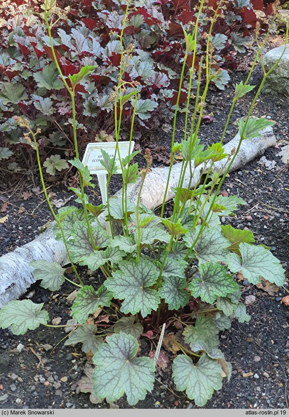 Heuchera Eco-magnifolia