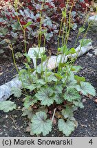 Heuchera Eco-magnifolia