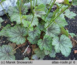 Heuchera Eco-magnifolia