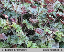 Heuchera Adriana