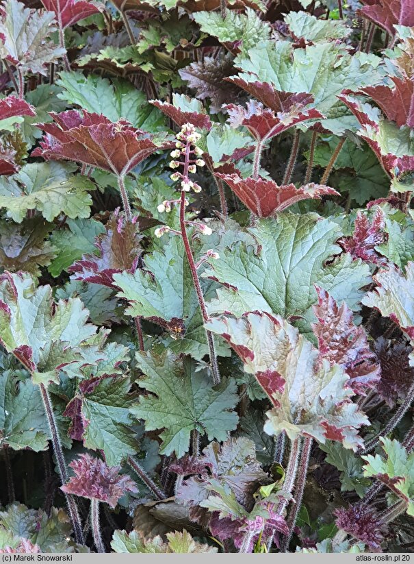 Heuchera Adriana