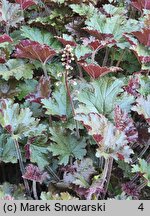 Heuchera Adriana