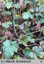 Heuchera Harry Hay