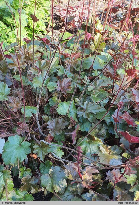 Heuchera Harry Hay