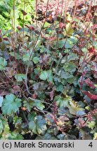 Heuchera Harry Hay