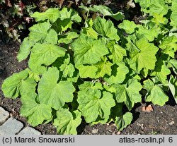 Heuchera villosa (żurawka owłosiona)