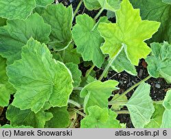 Heuchera villosa (żurawka owłosiona)