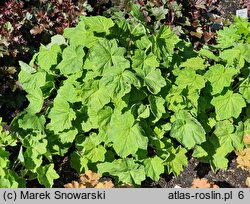 Heuchera villosa (żurawka owłosiona)