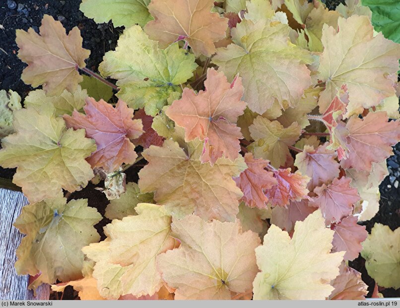 Heuchera Caramel