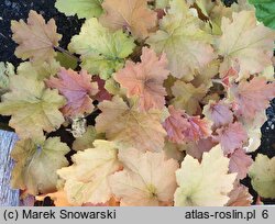 Heuchera Caramel