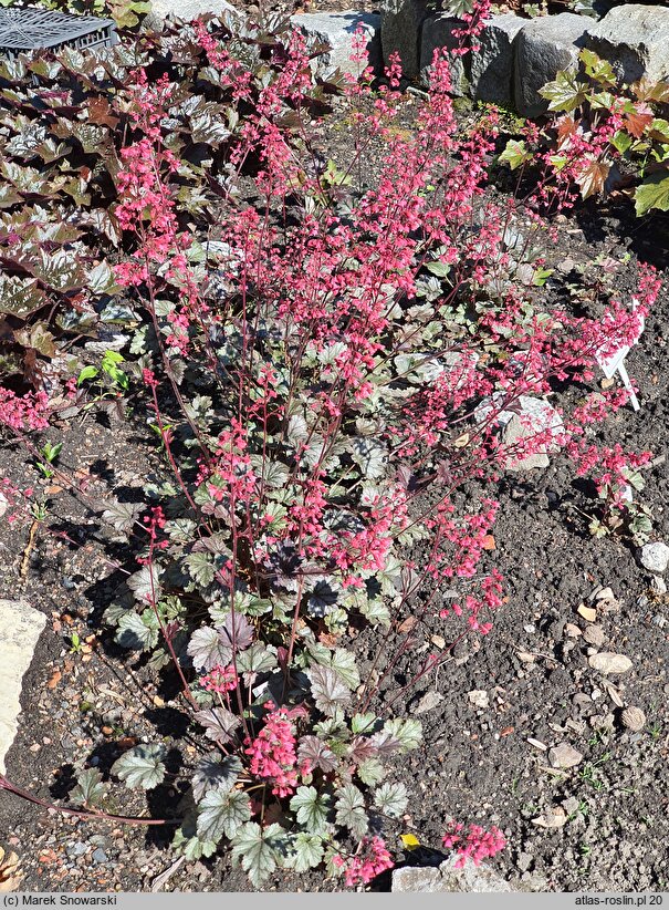 Heuchera Rave On