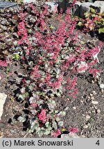 Heuchera Rave On