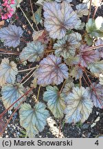 Heuchera Rave On