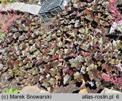 Heuchera Blackout (Black Inn)