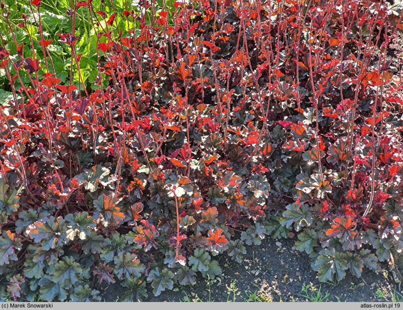 Heuchera Black Bird