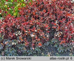 Heuchera Black Bird