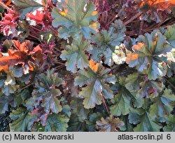 Heuchera Black Bird