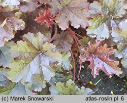 Heuchera Black Bird