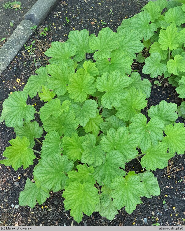 Heuchera Blushing Down