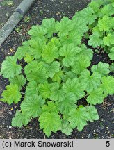 Heuchera Blushing Down