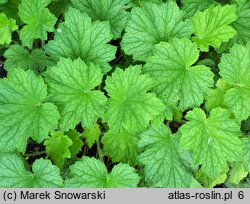 Heuchera Blushing Down