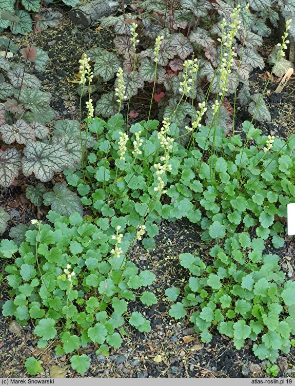 Heuchera cylindrica (żurawka walcowata)