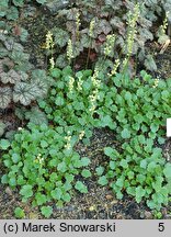 Heuchera cylindrica (żurawka walcowata)