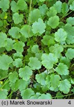 Heuchera cylindrica (żurawka walcowata)