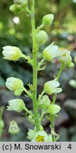 Heuchera cylindrica (żurawka walcowata)