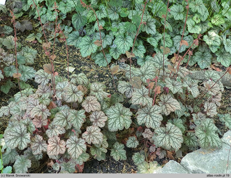 Heuchera Mars