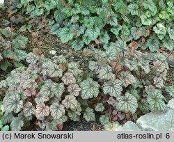 Heuchera Mars