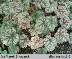 Heuchera Mars