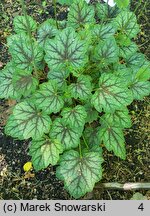 Heuchera Mercury