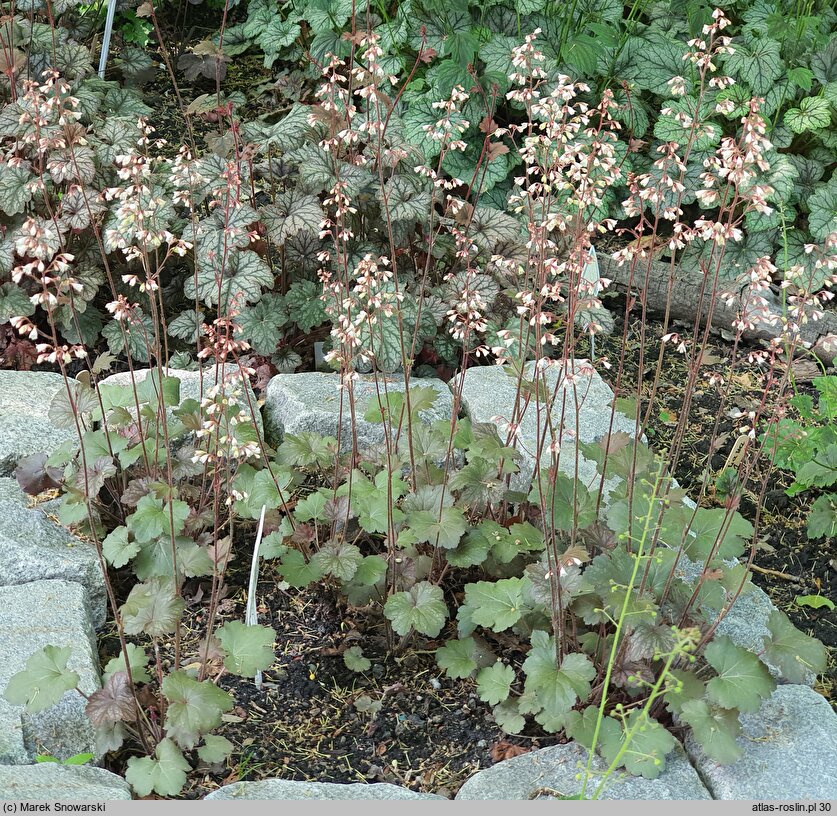 Heuchera Saturn