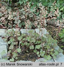 Heuchera Saturn