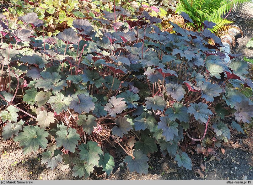 Heuchera Binoche