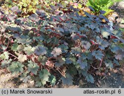 Heuchera Binoche