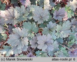 Heuchera Binoche