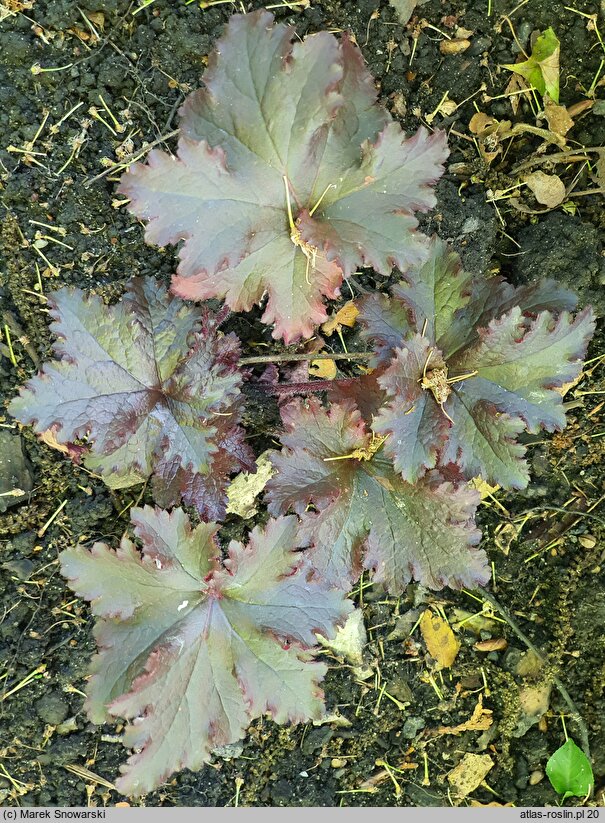 Heuchera Black Taffeta