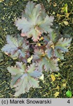 Heuchera Black Taffeta