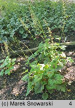 Heuchera Mercury