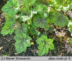 Heuchera Mercury