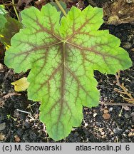 Heuchera Mercury