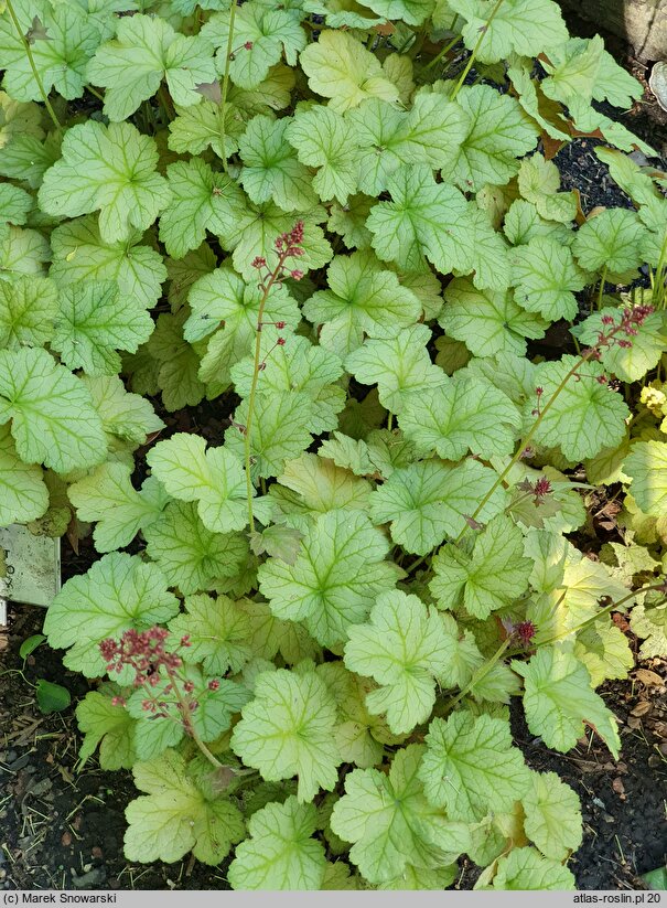 Heuchera Pinot Bianco