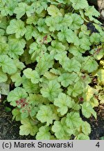 Heuchera Pinot Bianco