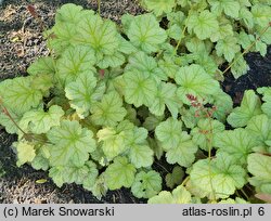 Heuchera Pinot Bianco